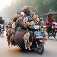 a man riding on the back of a motorcycle filled with cats