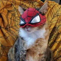 a cat wearing a spider man mask sitting on a blanket