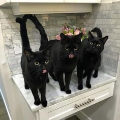 three black cats standing on top of a counter