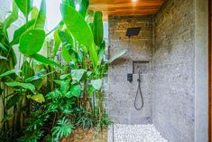 a bathroom with a shower and plants in it