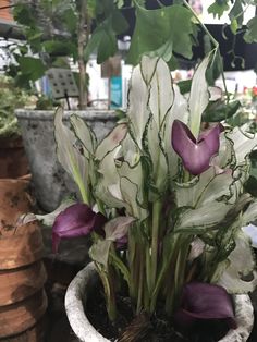 purple and white flowers are in a pot on the table next to pots with plants