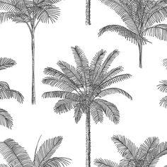 sample taj charcoal palm trees wallpaper from design department by brewster 1 Cool White Backgrounds, Palm Trees Wallpaper, Trees Wallpaper, Wallpaper For Sale, Drops Patterns, Tropical Wallpaper, Design Department, Tree Wallpaper, Paper Wallpaper