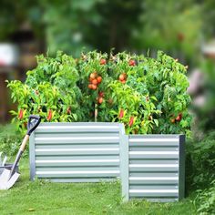 there is a garden with oranges growing in the bushes and a shovel next to it