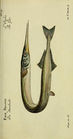 an illustration of a fish with its mouth open next to another fish's tail