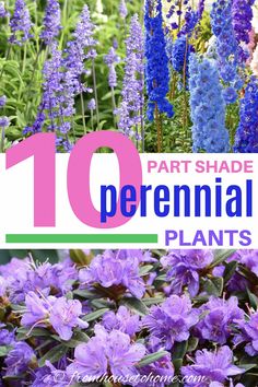 Purple and Blue Spring Perennials For Part Shade Planting Raised Garden Beds, Blue And White Garden, Part Shade Perennials, Part Shade Plants, Spring Perennials, Biennial Plants, Shade Garden Plants, Companion Plants, Blue Plants