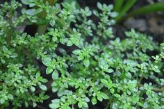 small green plants are growing in the garden stock photo - 958972