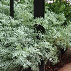 some plants that are growing next to each other in the dirt and bushes behind them