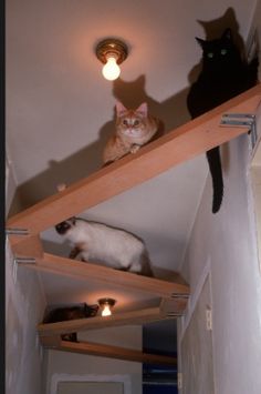 two cats sitting on top of wooden shelves in a room with white walls and light fixtures