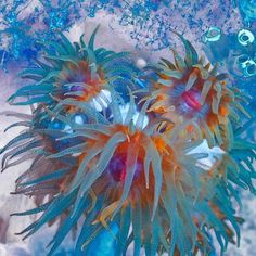 an orange and blue sea anemone with bubbles in the water behind it,