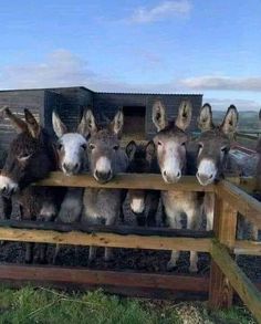 donkeys are lined up behind a wooden fence in the grass, with their heads sticking out