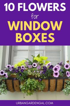 window box with flowers in it and the words 10 flowers for window boxes above it