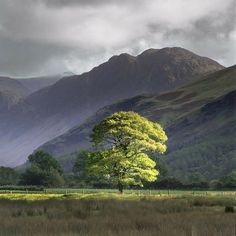 a lone tree stands in the middle of a field with mountains in the back ground