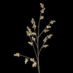 small white flowers are in a vase on a black background