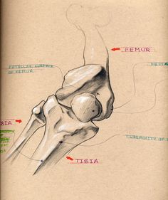 an image of a drawing of a human knee