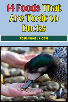 14 Foods That Are Toxic to Ducks Avocado Bread, Junk Foods, Toxic Foods, Nuts And Seeds, Citrus Fruits, Citrus Fruit, Types Of Food, Junk Food