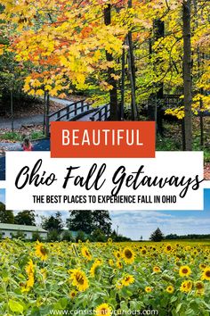 sunflowers and trees with the words beautiful ohio fall getaway on it's cover