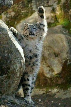 a snow leopard standing on its hind legs in front of a rock and holding it's paw up