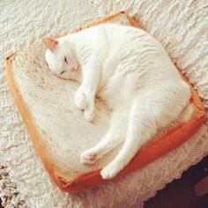 a white cat sleeping on top of a piece of toasted bread covered in butter