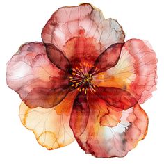 a watercolor painting of a red flower on a white background with the petals open