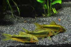 two small yellow fish in an aquarium with gravel and plants behind them on the ground