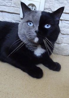 a black cat with blue eyes laying on the ground next to a brick wall and door