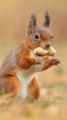 a red squirrel eating a piece of food in its mouth while standing on it's hind legs