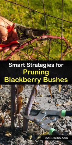 a hand holding scissors near a wire fence with the words smart strategy for pruning blackberry bushes