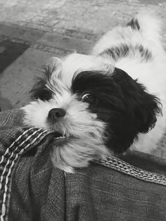 a small black and white dog laying on top of a person's leg wearing a tie