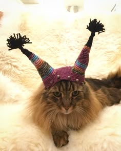 a cat with a knitted hat on it's head