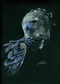 a drawing of an owl on a black background