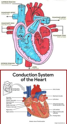 an image of the heart and conduct system