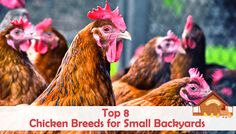 several chickens standing next to each other with the words top 8 chicken breeds for small backyards