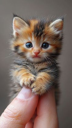 a small kitten is sitting in someone's hand