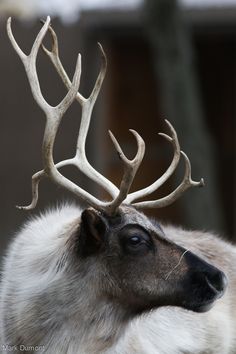 a close up of a deer with very large antlers on it's head