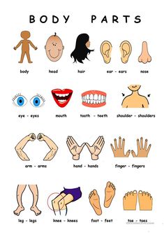 the body parts and their names are labeled in this poster, which includes hands, feet,