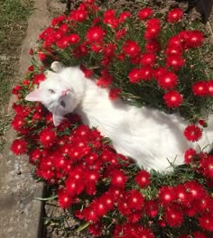 a white cat laying in the middle of red flowers