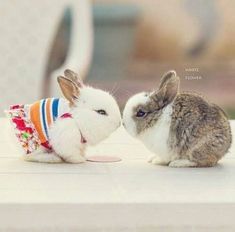 two small rabbits sitting next to each other