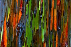 the bark of an eucalyptus tree is multicolored with orange, green and blue