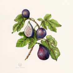 a drawing of some fruit on a branch with green leaves and purple fruits in the background