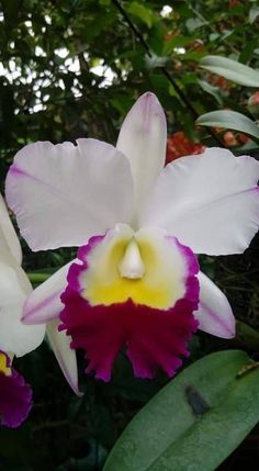 two white and purple flowers with green leaves in the backgrounnd, close up