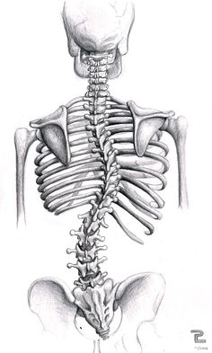 a drawing of the back of a human skeleton with bones and muscles highlighted in it