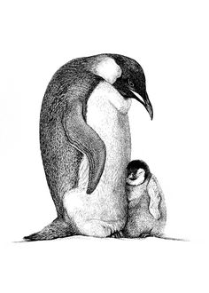 an adult penguin standing next to a baby penguin on top of it's back