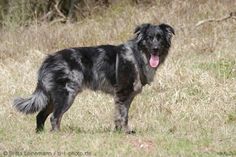 a large black dog standing on top of a grass covered field