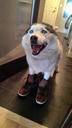 a dog sitting on top of a pair of shoes with its mouth open and tongue out