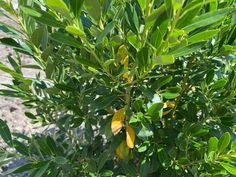 some green leaves are growing on the tree