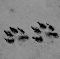 an animal's paw prints in the snow