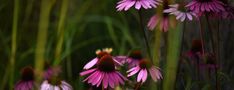 some pink flowers are growing in the grass