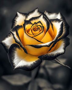 a black and white rose with yellow center