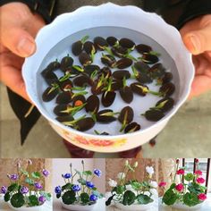 there are four different pictures of flowers in a bowl, and one is filled with water