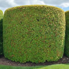 a group of bushes that are next to each other